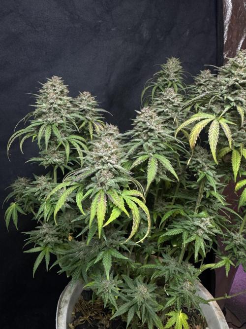 BANANA PURPLE PUNCH. Week 13