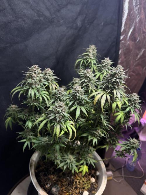 BANANA PURPLE PUNCH. Week 13