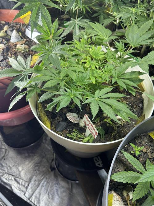 ZTRAWBERRIEZ AUTO. Week 5