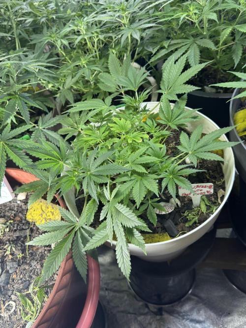 ZTRAWBERRIEZ AUTO. Week 5