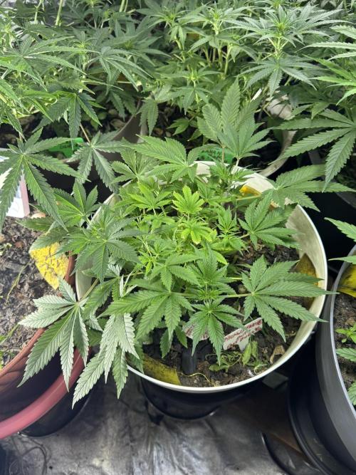 ZTRAWBERRIEZ AUTO. Week 5