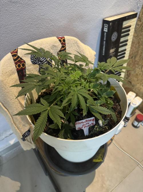 ZTRAWBERRIEZ AUTO. Week 5