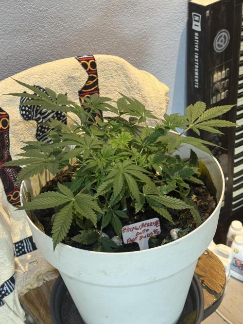 ZTRAWBERRIEZ AUTO. Week 5