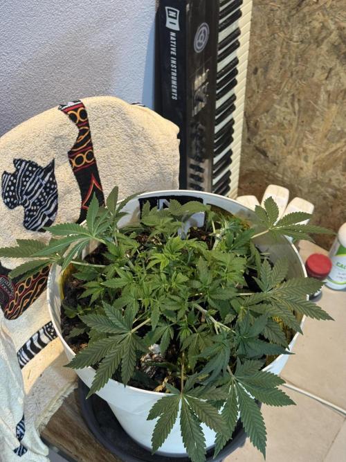 ZTRAWBERRIEZ AUTO. Week 5