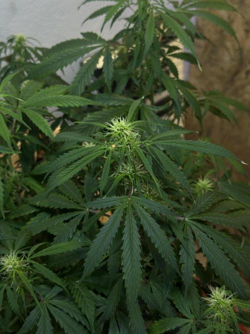 NORTHERN LIGHTS #1. Week 8