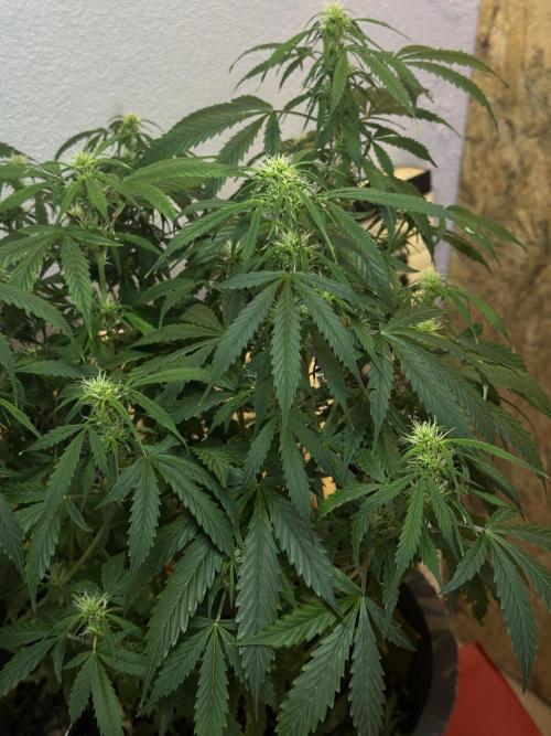 NORTHERN LIGHTS #1. Week 8