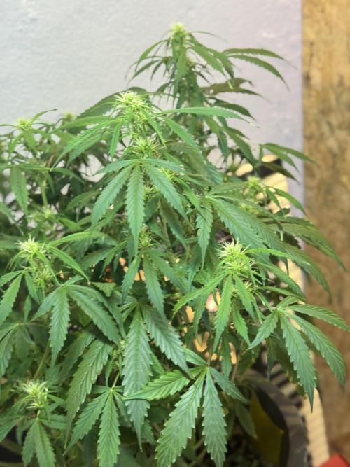 NORTHERN LIGHTS #1. Week 8