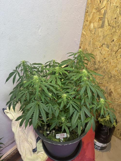 NORTHERN LIGHTS #1. Week 8