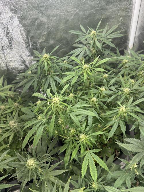 NORTHERN LIGHTS #1. Week 8