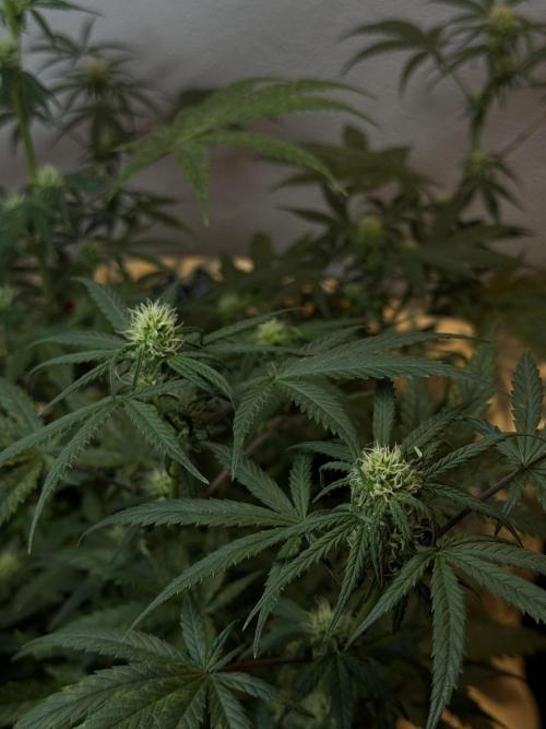 NORTHERN LIGHTS #2. Week 8