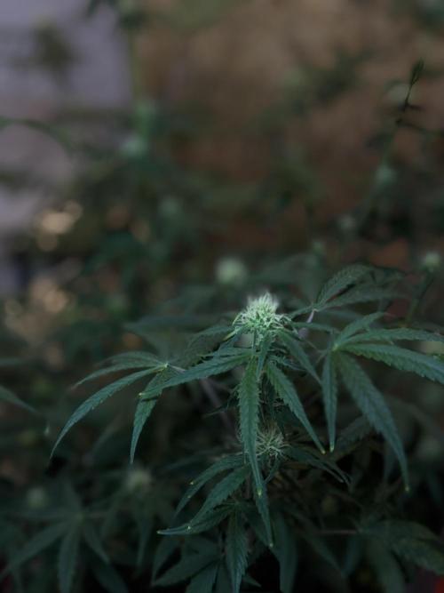 NORTHERN LIGHTS #2. Week 8