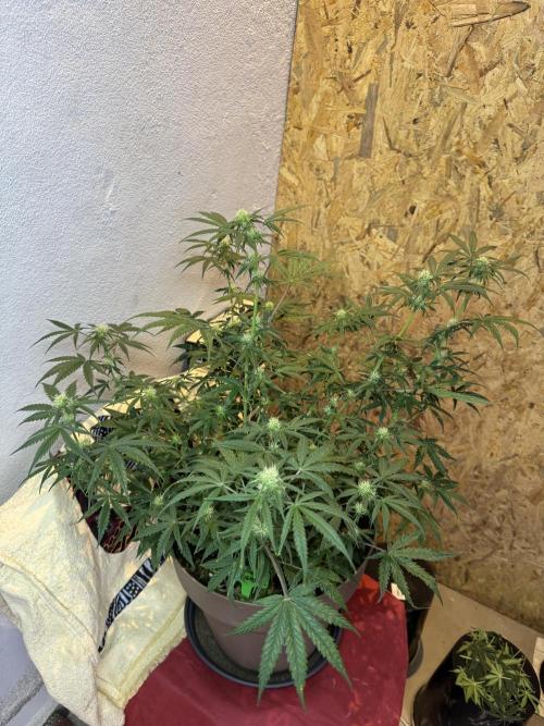 NORTHERN LIGHTS #2. Week 8