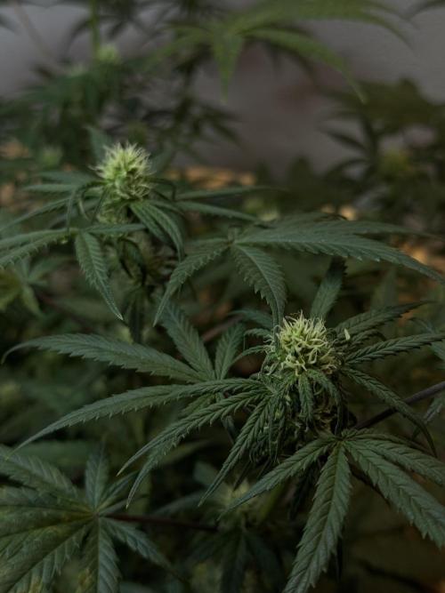 NORTHERN LIGHTS #2. Week 8