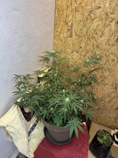 NORTHERN LIGHTS #2. Week 8