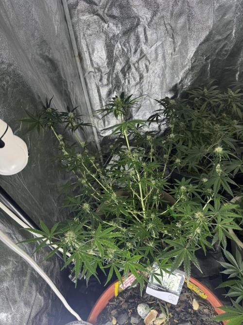 NORTHERN LIGHTS #2. Week 8