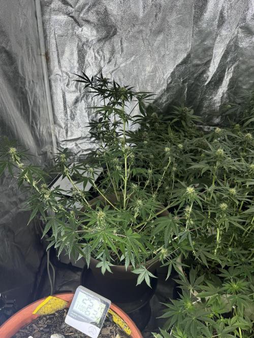 NORTHERN LIGHTS #2. Week 8