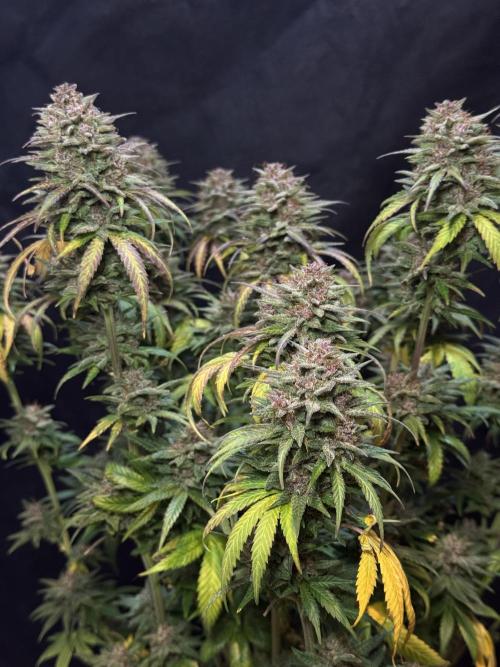 BANANA PURPLE PUNCH. Week 14