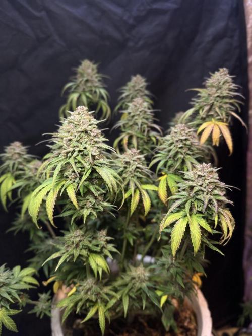 BANANA PURPLE PUNCH. Week 14