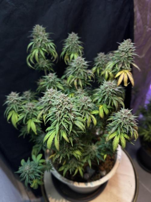 BANANA PURPLE PUNCH. Week 14