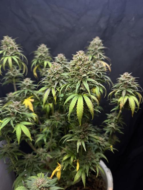 BANANA PURPLE PUNCH. Week 14