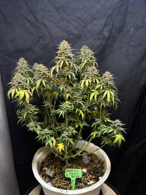 BANANA PURPLE PUNCH. Week 14