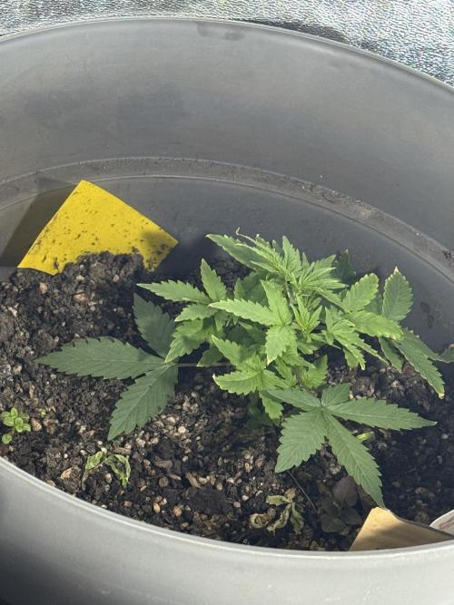 BLUEBERRY ORIGINAL AUTO. Week 3