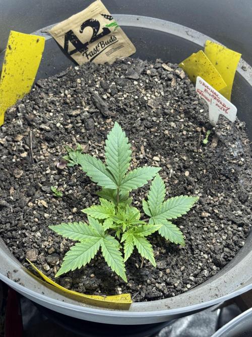 BLUEBERRY ORIGINAL AUTO. Week 3