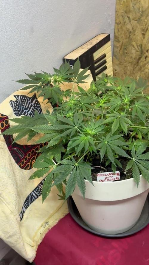 ZTRAWBERRIEZ AUTO