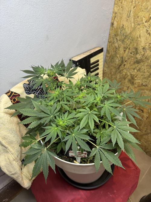 ZTRAWBERRIEZ AUTO. Week 6