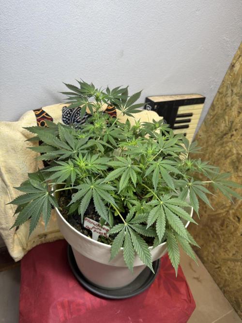 ZTRAWBERRIEZ AUTO. Week 6