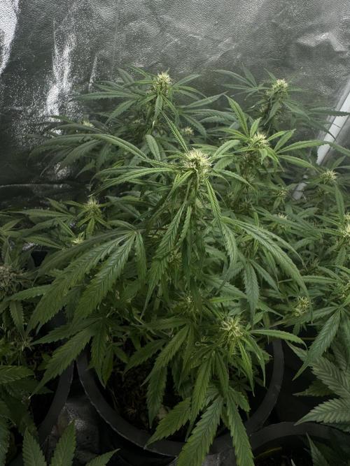 NORTHERN LIGHTS #1. Week 9