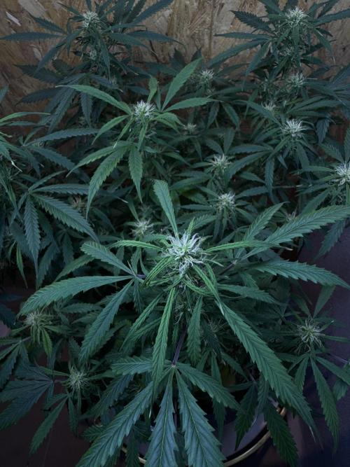 NORTHERN LIGHTS #1. Week 9