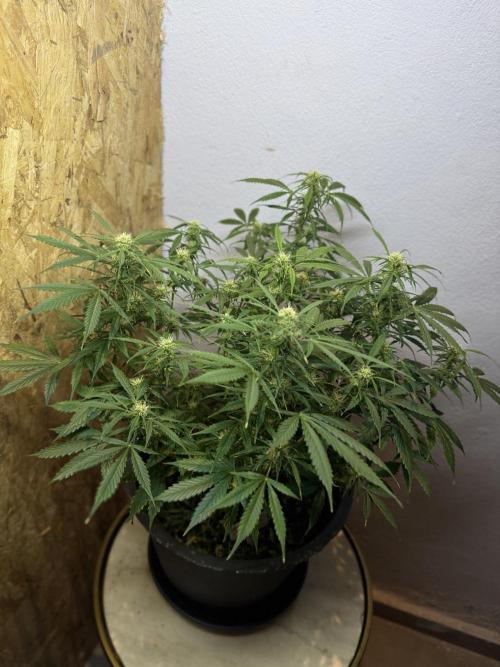 NORTHERN LIGHTS #1. Week 9