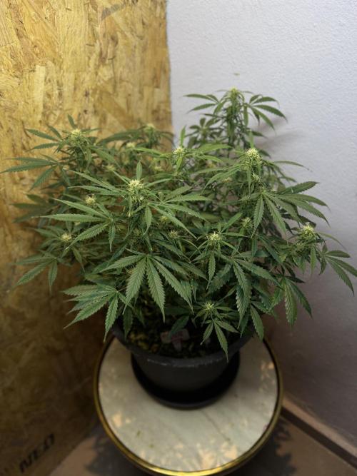 NORTHERN LIGHTS #1. Week 9