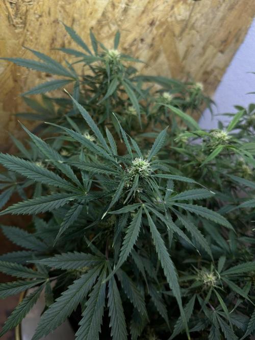 NORTHERN LIGHTS #1. Week 9