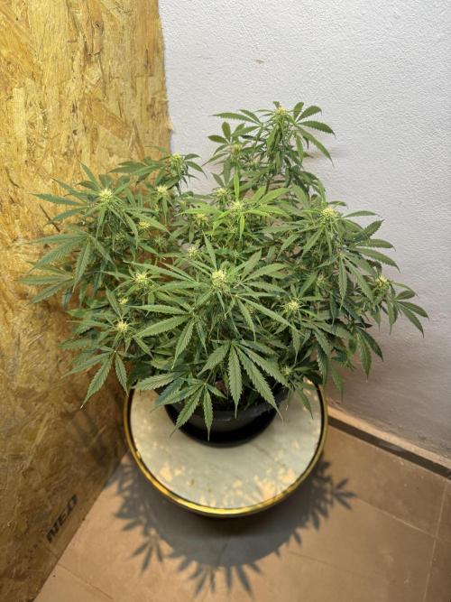 NORTHERN LIGHTS #1. Week 9