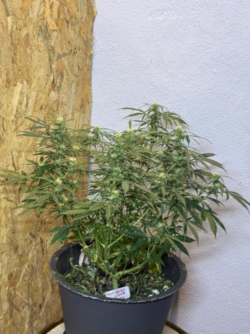 NORTHERN LIGHTS #1. Week 9