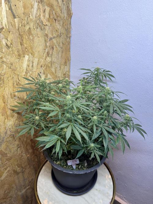 NORTHERN LIGHTS #1. Week 9