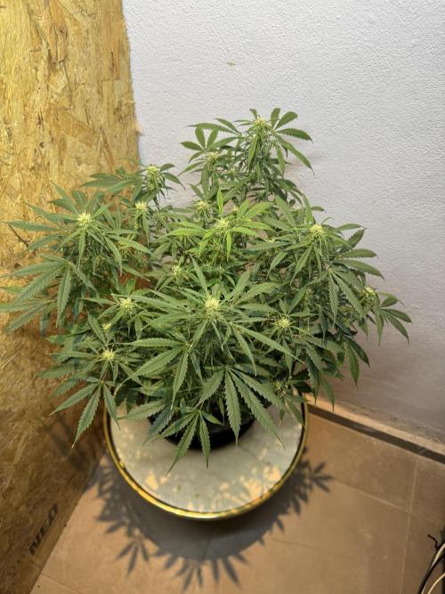 NORTHERN LIGHTS #1. Week 9