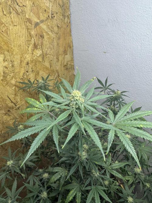 NORTHERN LIGHTS #2. Week 9