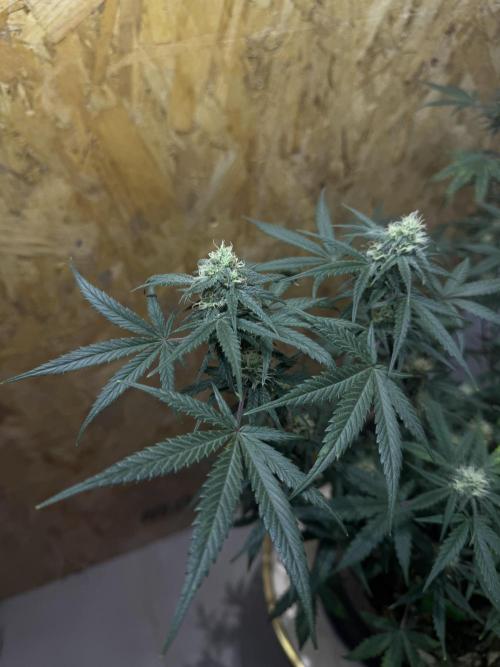 NORTHERN LIGHTS #2. Week 9