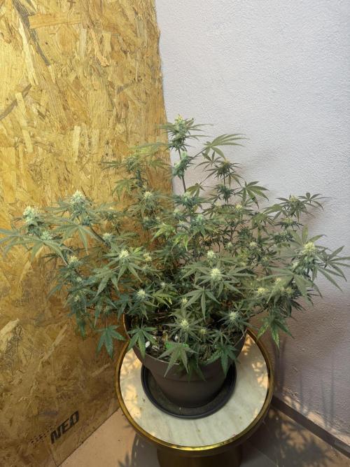 NORTHERN LIGHTS #2. Week 9