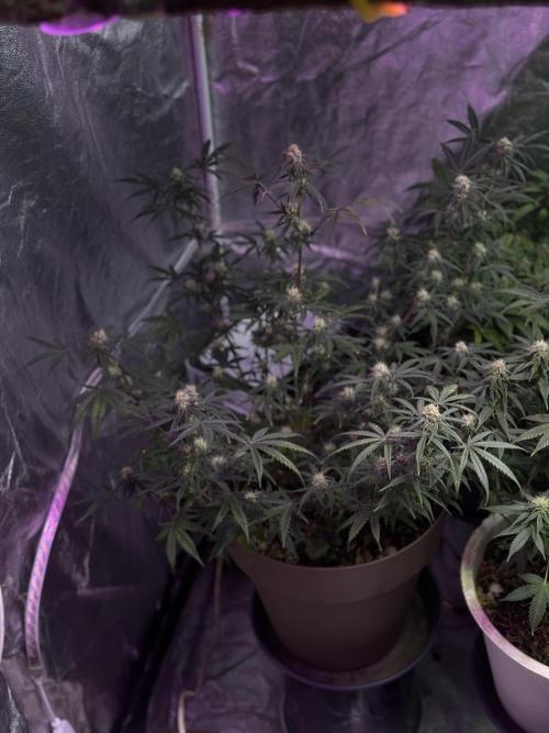 NORTHERN LIGHTS #2. Week 9
