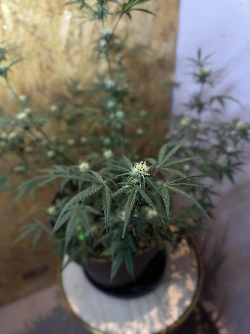 NORTHERN LIGHTS #2. Week 9