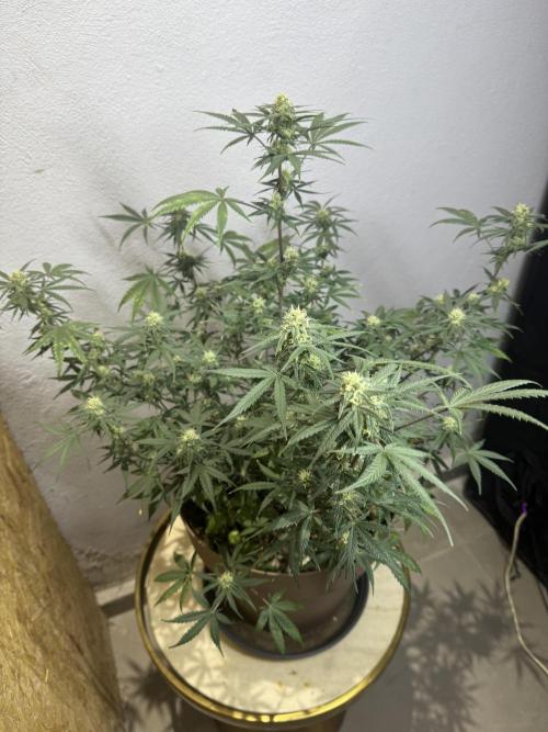 NORTHERN LIGHTS #2. Week 9