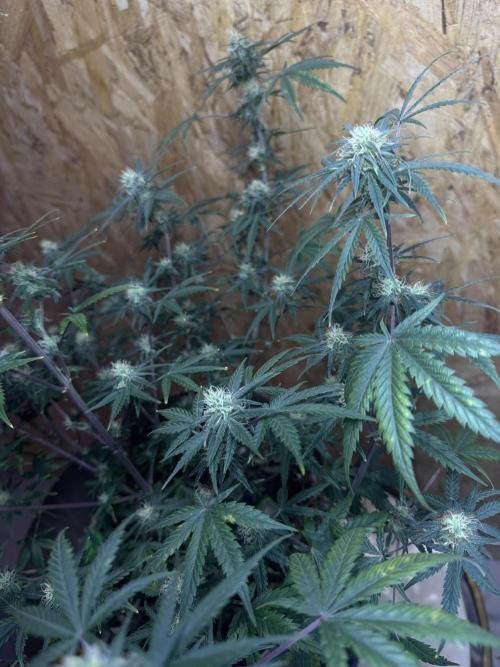 NORTHERN LIGHTS #2. Week 9