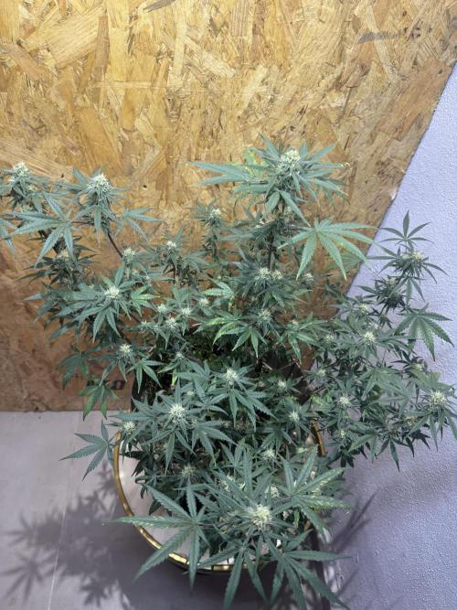 NORTHERN LIGHTS #2. Week 9