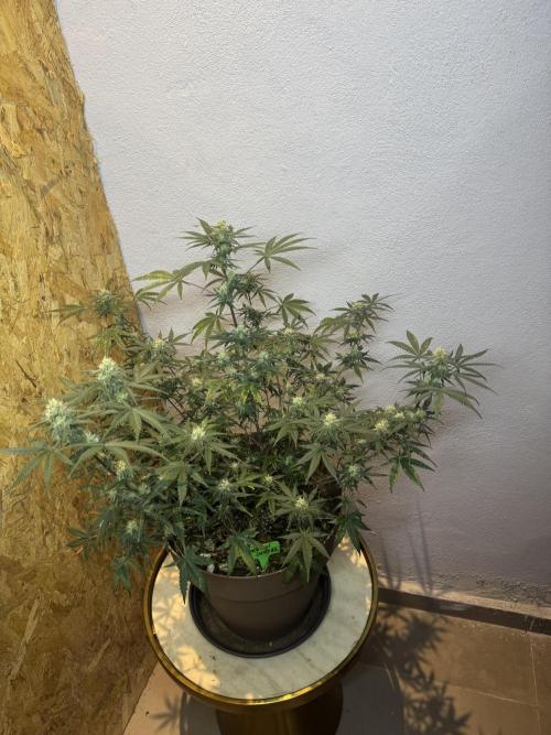 NORTHERN LIGHTS #2. Week 9