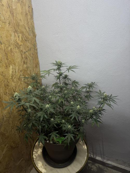 NORTHERN LIGHTS #2. Week 9