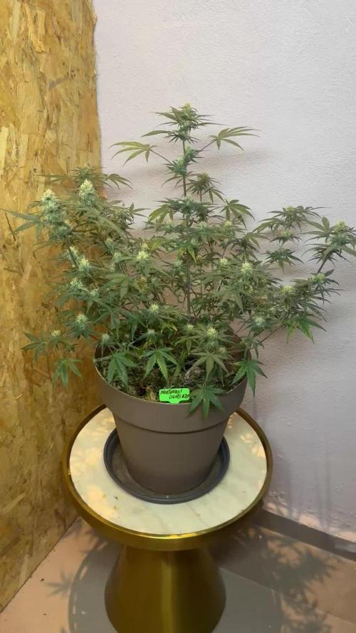 NORTHERN LIGHTS #2